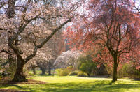 Christchurch Half-Day Gardens Tour