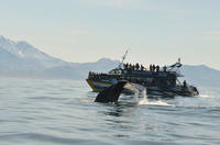 Croisière d'observation des baleines d'Une journée à Kaikoura au départ de Christchurch