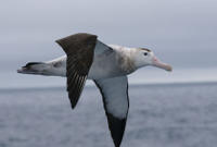 Kaikoura Albatross Encounter Tour from Christchurch