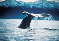 Kaikoura Whale Watch Tour from Christchurch including Coastal Pacific Train Journey