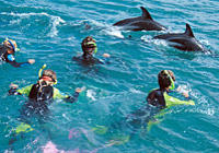 Nadar con delfines en Kaikoura desde Christchurch Nadar con delfines en Kaikoura desde Christchurch