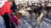Reindeer Feeding and Sami Culture in Tromso