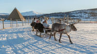 Reindeer Feeding, Sami Culture and Short Reindeer Sledding