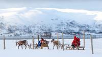 Reindeer Sledding, Feeding and Sami Culture