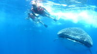 Swim with Whale Sharks from Riviera Maya