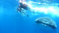 Swim with Whale Sharks in Holbox from Cancun