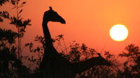 Afternoon Kruger National Park Safari