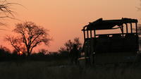 Morning Kruger National Park Safari