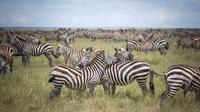 3-Day Serengeti Safari from Arusha