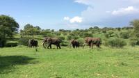 7-Day Tanzania Odssey Safari from Arusha