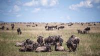 8-Day Great Wildebeest Calving Migration Safari from Arusha