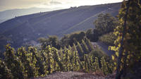 Private Tour: Wine Day Tour in the Rhône Valley from Lyon