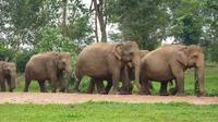 Kuala Gandah Elephant Sanctuary and Batu Caves Tour from Kuala Lumpur with Lunch