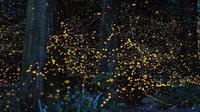 Kuala Selangor Fireflies River Ride Including Dinner from Kuala Lumpur