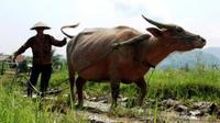 Full-Day Luang Prabang Rural Farm Experience