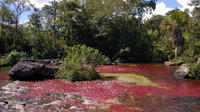 3-Day Caño Cristales Tour from La Macarena