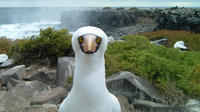 9-Day Galapagos Island Hopping and Colonial Quito