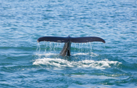 Excursion au bord de mer à Reykjavik: l'observation des baleines et le Lagon bleu