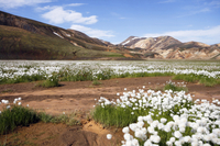 Excursion d'Une journée à Landmannalauger au départ de Reykjavik