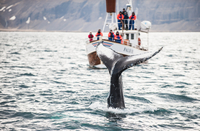 Observation des baleines et bleu Lagon diriger et de Keflavik aéroport