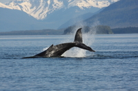 Observation des baleines et le Lagon bleu