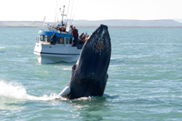 Tour d'observation des baleines with visite express à Gullfoss et Geysir au départ de Reykjavik