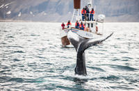 Whale Watching and Blue Lagoon Direct and Keflavik Airport