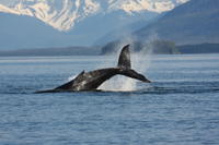 Whale Watching and Blue Lagoon 