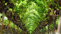 Private Swan Valley Wine Day Trip from Perth