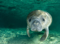 Tour en hélicoptère in the centre de Tampa Bay sur le fleuve Manatee