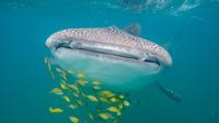 Whale Shark Safari Snorkeling Tour in La Paz