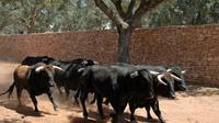 Malaga Shore Excursion: Visit an Andalusian Horse Breeding Farm in Ronda