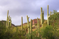 Small-Group Tour: Deluxe Phoenix and Scottsdale Day Trip