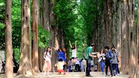 Full Day Nami Island and Petite France Tour from Seoul