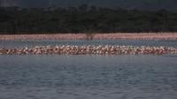 4-Day Lake Nakuru Experience from Nairobi