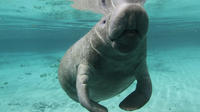 Manatee Swim Tour