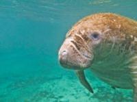 Private Manatee Swim Tour