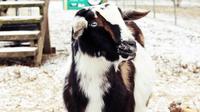 North Georgia Zoo and Farm Admission Pass