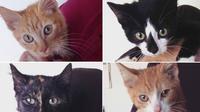 Catmosphere Cafe Sydney: Coffee with the Kitten Cadets