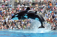 Transport et entrée au SeaWorld San Diego