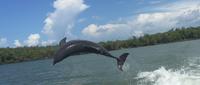 Dolphin Watching and Shelling Marco Island Eco-Tour