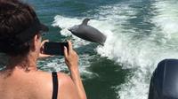 Dolphin Watching Tour near Marco Island