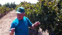 Northern Israel Wine Tour From Tel Aviv 