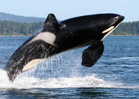 Avistamiento de ballenas desde Friday Harbor Avistamiento de ballenas desde Friday Harbor