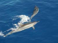 Dolphin Cruise to Shell Key