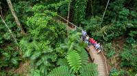 Tour para grupos pequeños por Cape Tribulation, crucero por el río Daintree y senderismo en Bloomfield Tour para grupos pequeños por Cape Tribulation, crucero por el río Daintree y senderismo en Bloomfield