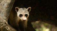3-hour Guayaquil Historical Park Tour image 1 3-hour Guayaquil Historical Park Tour image 1