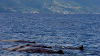 Whale Watching Tour in Dominica