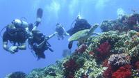 Two Tank Scuba Dive on the Coral Coast