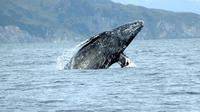 San Diego Whale Watching Sailing Tour